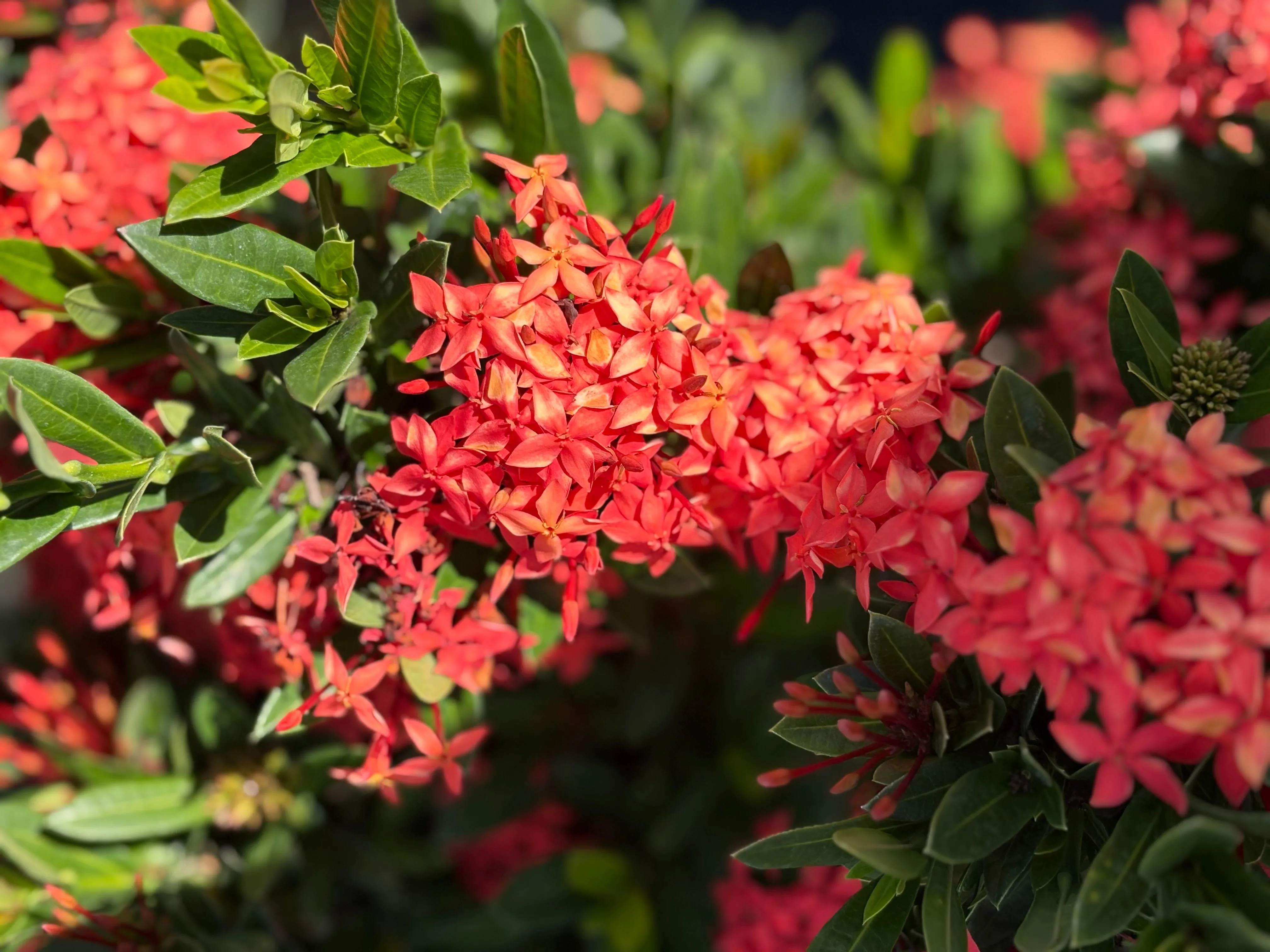 Nursery plant rows at Rock & Rose