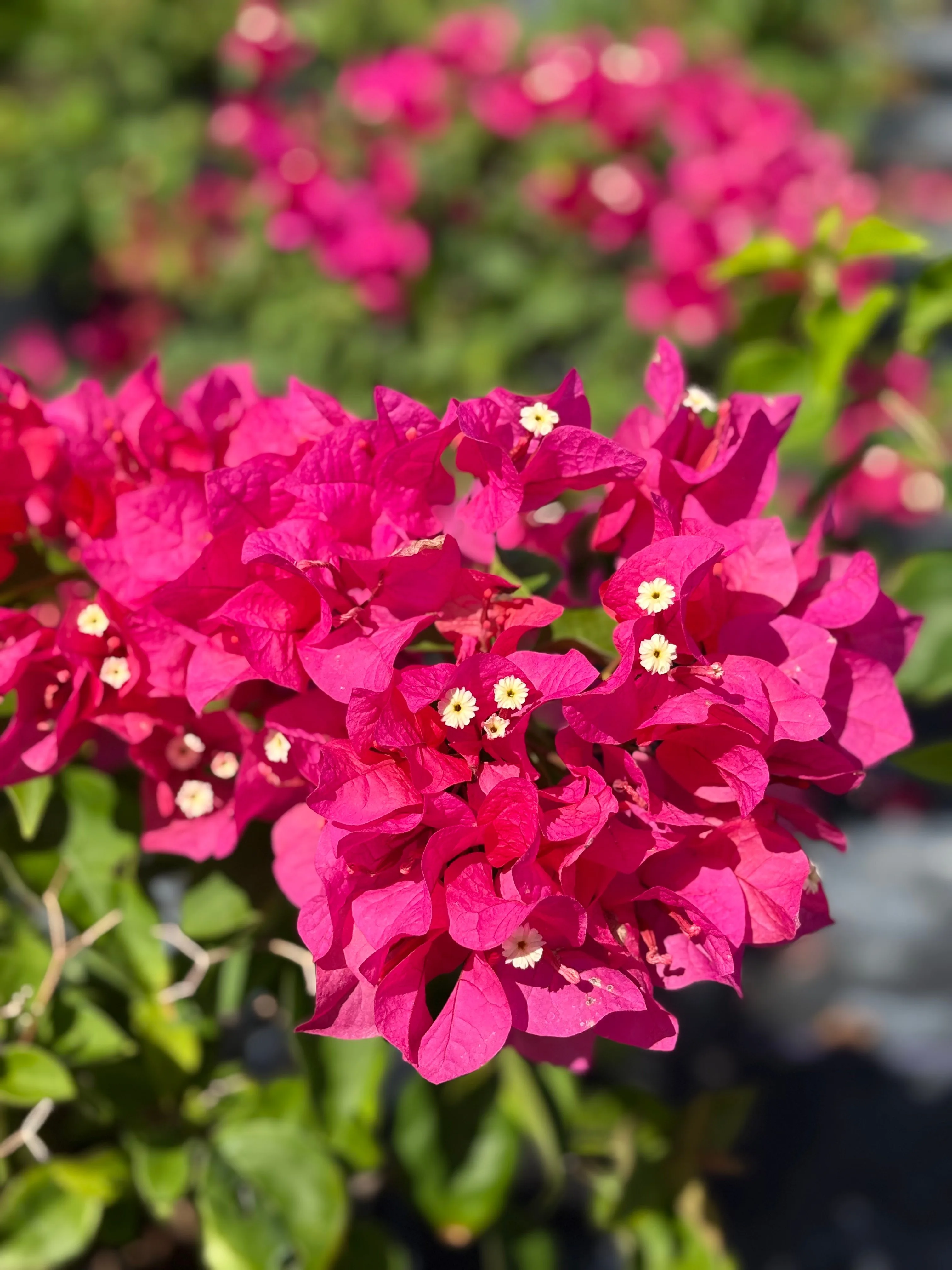 Shrubs and hedges at Rock & Rose Nursery
